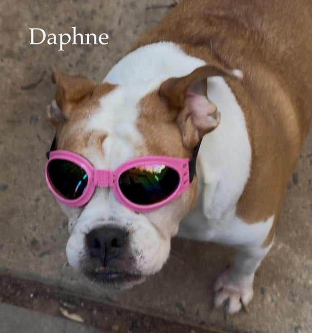 The Daphne Leather Bag