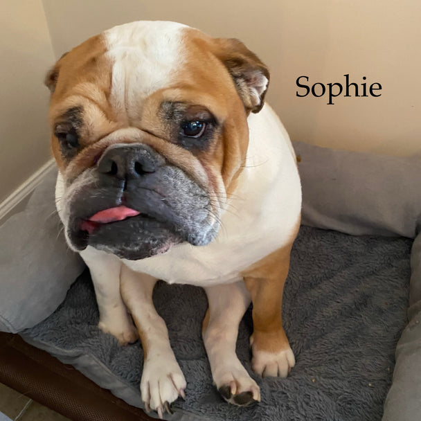 The Sophie Leather Backpack