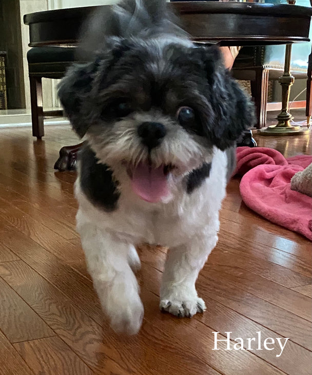 The Harley Thin Leather Briefcase
