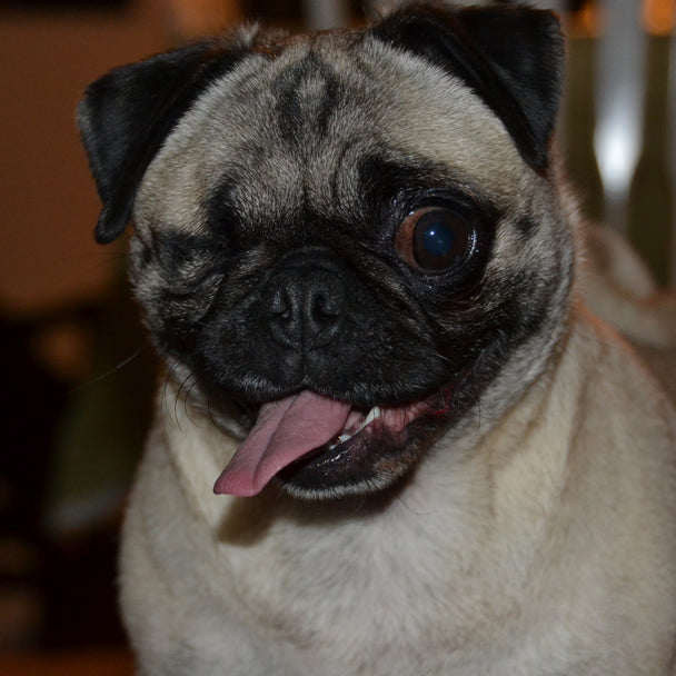 The Sasha Leather Pouch