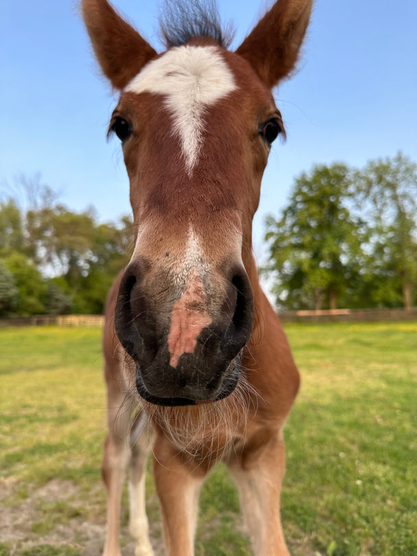 The Izzy Leather Crossbody Bag